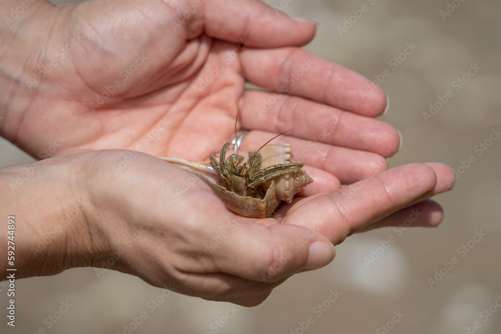 Hermit Crab In Hand on the Beach Hermit Crab In Hand on the Beach