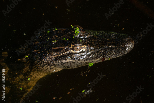 Alligator in a Swamp