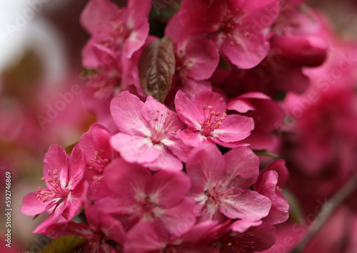 Photos of spring pink apple orchards large
