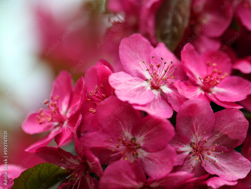 Photos of spring pink apple orchards large