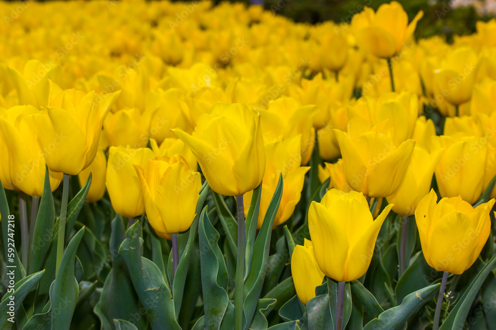 Lots of bright yellow tulips grow in flowerbed, field, garden, orchard in spring day low angle view Spring bulbous plants in blooming season. Cultivation, growing flowers. Springtime blossoms outdoors Lots of bright yellow tulips grow in flowerbed, field, garden, orchard in spring day low angle view Spring bulbous plants in blooming season. Cultivation, growing flowers. Springtime blossoms outdoors