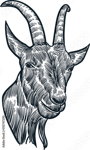 Vintage hand drawn sketch billy goat head