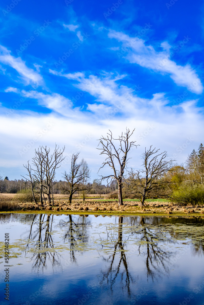 Fototapeta premium tree at a lake in austria