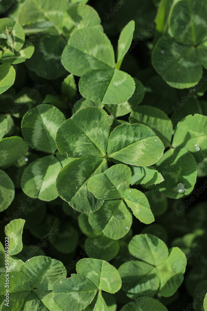 green fresh clover leaves in sunshine on a summer field - vertical photo for phone green fresh clover leaves in sunshine on a summer field - vertical photo for phone