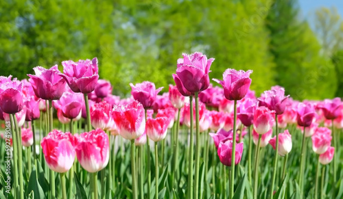 Beautiful pink tulips flowers grow on meadow in garden, abstract natural sunny background. blossoming spring season nature image. floral park landscape. template for design. © Ju_see