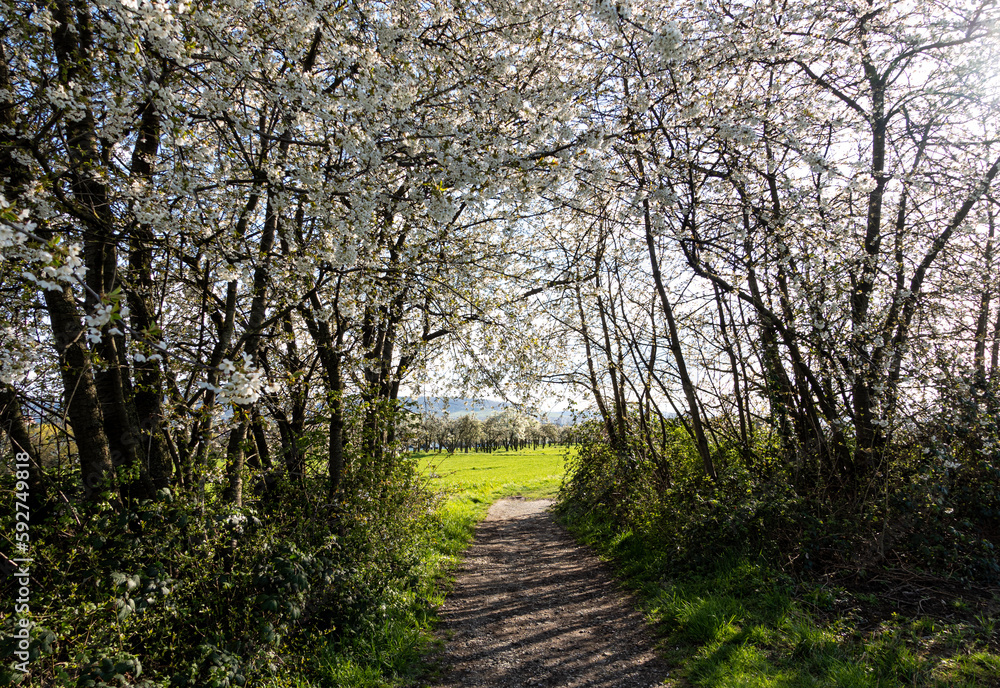 Festive Footpath under Blossoming Trees Festive Footpath under Blossoming Trees