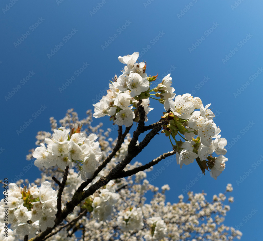 White Cherry Blossom on Clear Blue Sky White Cherry Blossom on Clear Blue Sky