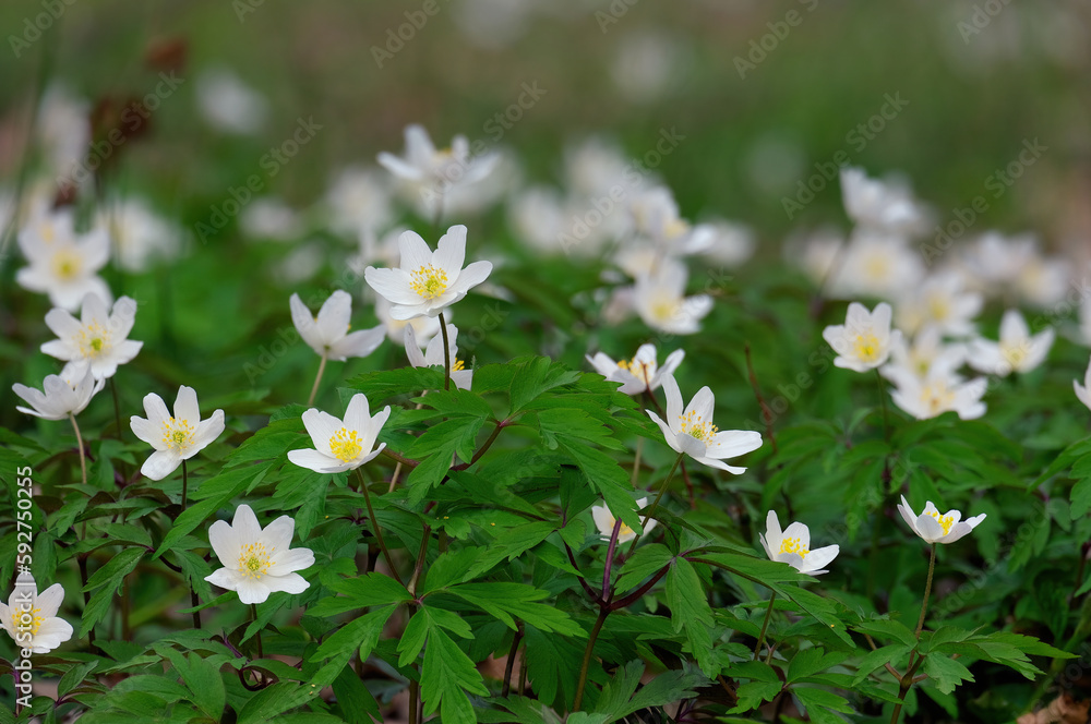 White spring flowers Anemone nemorosa against bright fresh greenery White spring flowers Anemone nemorosa against bright fresh greenery