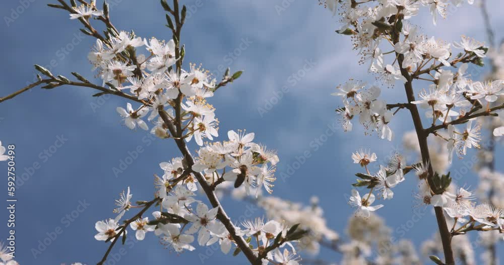 Bee collecting pollen nectar from white flower of cherry tree with blue sky in background. Flying around the plant and climbing. Sunny spring day. Slow motion shot. 4K 120fps high quality Canon Bee collecting pollen nectar from white flower of cherry tree with blue sky in background. Flying around the plant and climbing. Sunny spring day. Slow motion shot. 4K 120fps high quality Canon