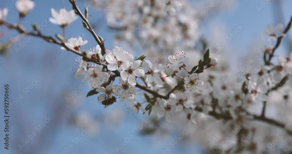 Bee collecting pollen nectar from white flower of cherry tree with blue sky in background. Flying around the plant and climbing. Sunny spring day. Slow motion shot. 4K 120fps high quality Canon Bee collecting pollen nectar from white flower of cherry tree with blue sky in background. Flying around the plant and climbing. Sunny spring day. Slow motion shot. 4K 120fps high quality Canon