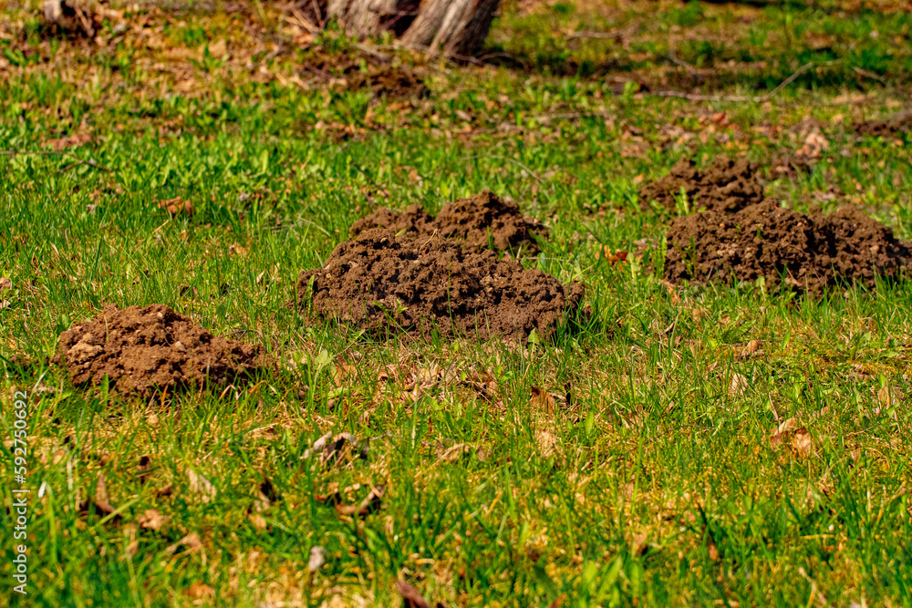 Obraz premium The mole pushed off the ground and made piles of ground