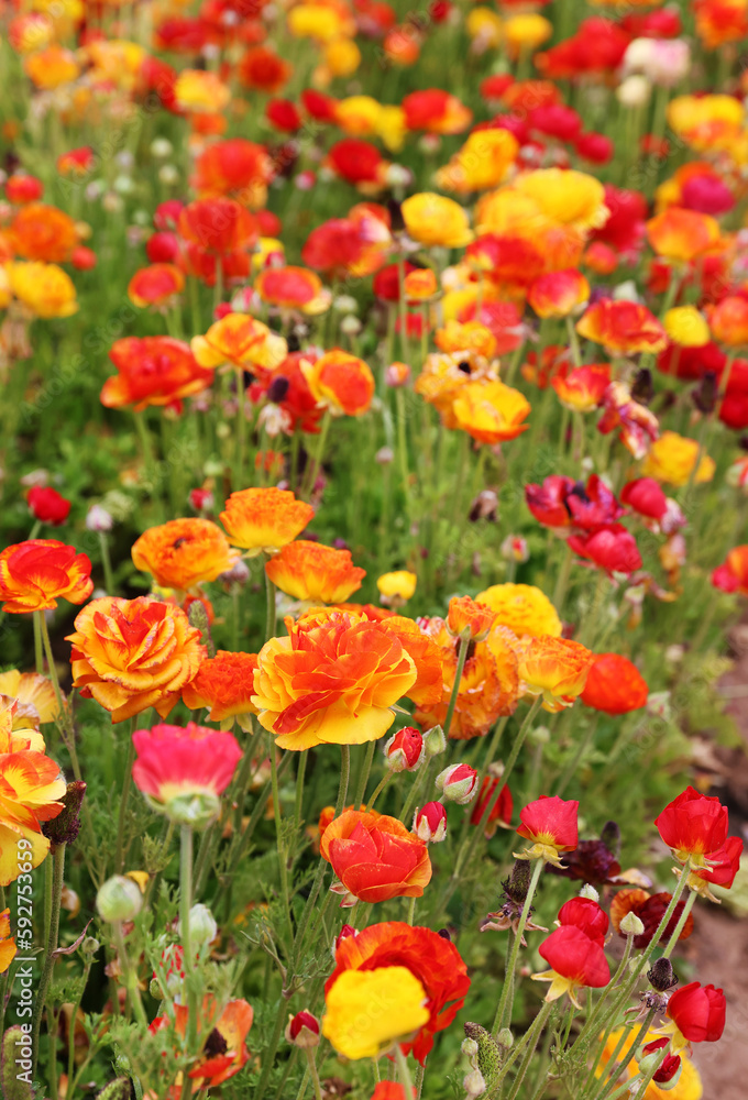Obraz premium orange ranunculus