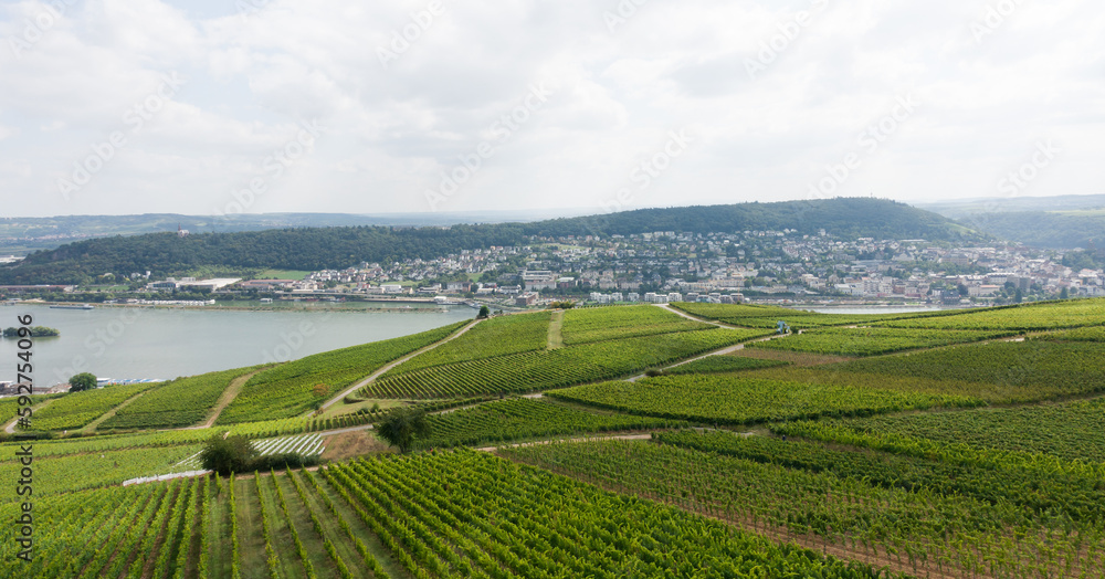 landscape with vineyards and mountains