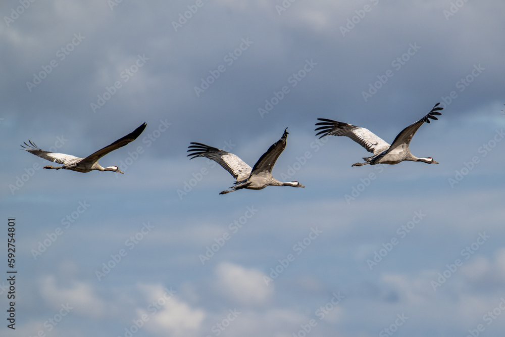 Migrating Common Cranes arriving to Lake Hornborga during spring in Sweden. The lake is famous because it attracts around 20.000 cranes daily during its peak in late March-early April.