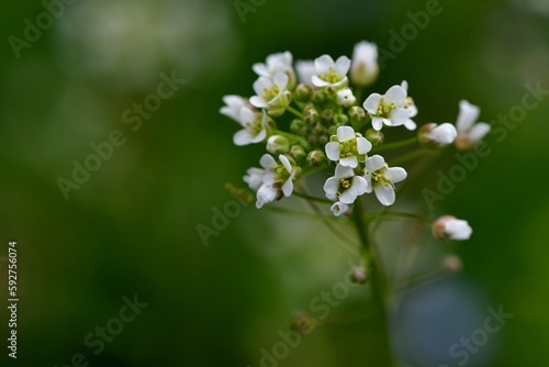 Popularna na łąkach i polach drobna roślina o białych kwiatach - tasznik pospolity (Capsella bursa pastoris)
