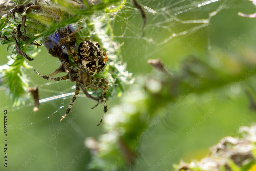 Cross spider in the spider web in the nature. Slovakia Cross spider in the spider web in the nature. Slovakia
