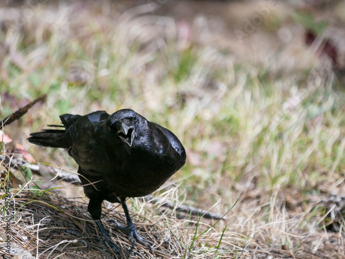 Cuadro en lienzo Raven squawking with mouth open, humor