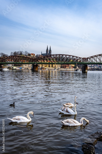 Wallpaper Mural Swans in front of old railway bridge over Vltava river with Vyšehrad castle behind, Prague Torontodigital.ca