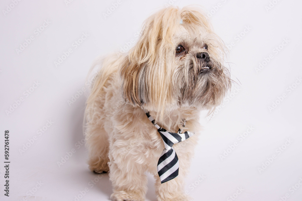 Shih Tzu pure breaded dog photoshoot in studio. Shih Tzu pure breaded dog photoshoot in studio.