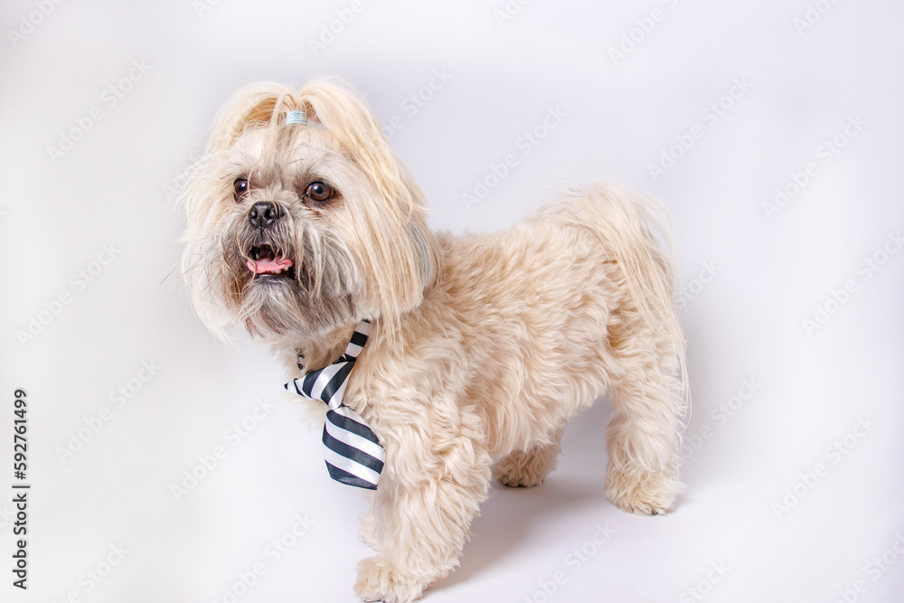 Shih Tzu pure breaded dog photoshoot in studio. Shih Tzu pure breaded dog photoshoot in studio.