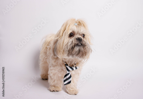 Shih Tzu pure breaded dog photoshoot in studio.