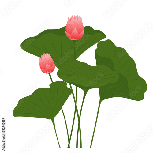 Lotus Vector stock illustration. Waterfowl on the pond. Isolated on a white background. Purple water Lily. Green leaves and rosebuds.