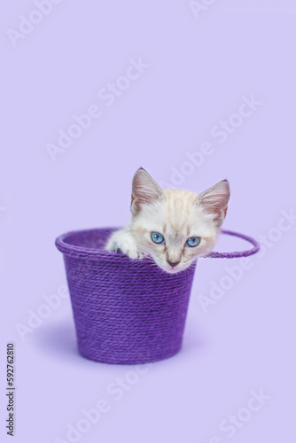 White Siamese Kitten inside a purple bucket, purple background. © Kelly
