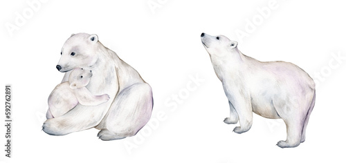 Set of polar bear  winter animals on an isolated white background  watercolor illustration