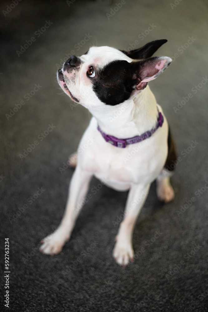 Boston Terrier dog portrait. She is sitting on a carpet looking up and in profile to the camera.