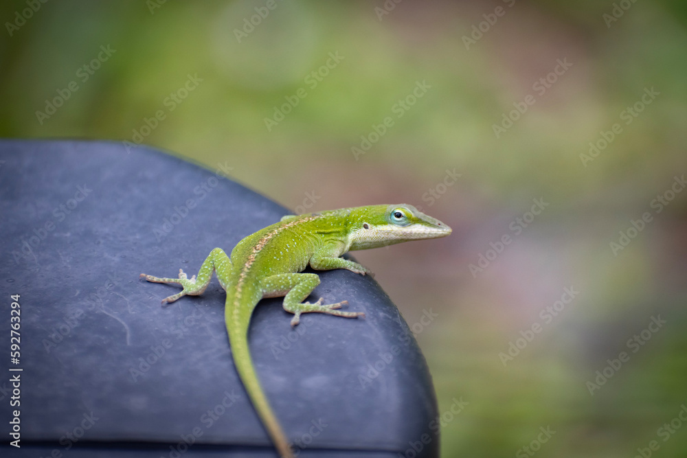 Fototapeta premium lizard closeup