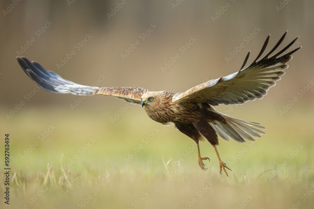 Obraz premium Flying Birds of prey Marsh harrier Circus aeruginosus, hunting time Poland Europe