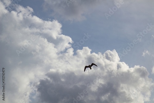 Bird sillhouette against sky