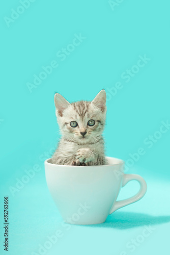 Tiny Silver tabby kitten sitting inside of a white coffee cup,  blue background.
