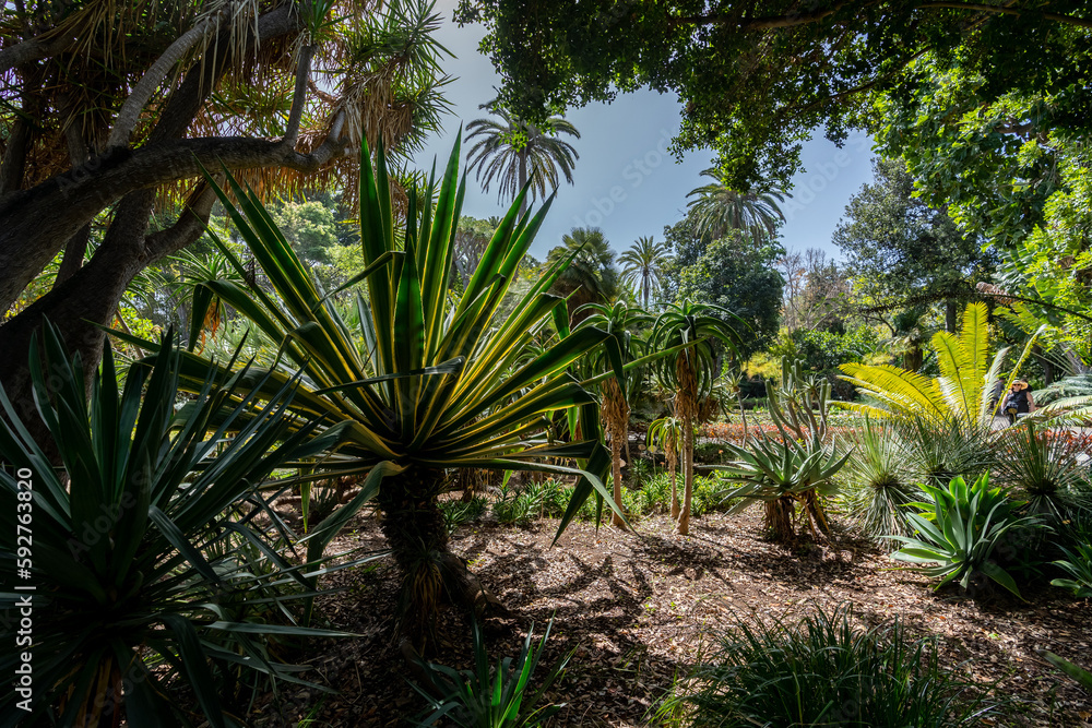 des plantes et des arbres équatorial dans un jardin botanique des plantes et des arbres équatorial dans un jardin botanique