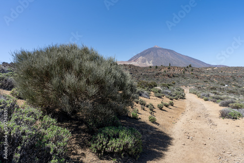 un arbuste rond au bord d'un chemin qui mène à un volcan