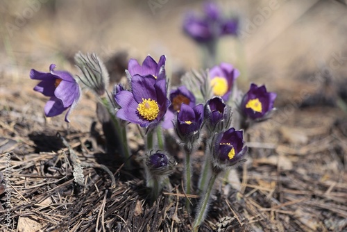 Pulsatilla patens, eastern pasqueflower, spreading anemone. Purple flowers of Pulsatilla patens in springtime outdoors in sunlight.
