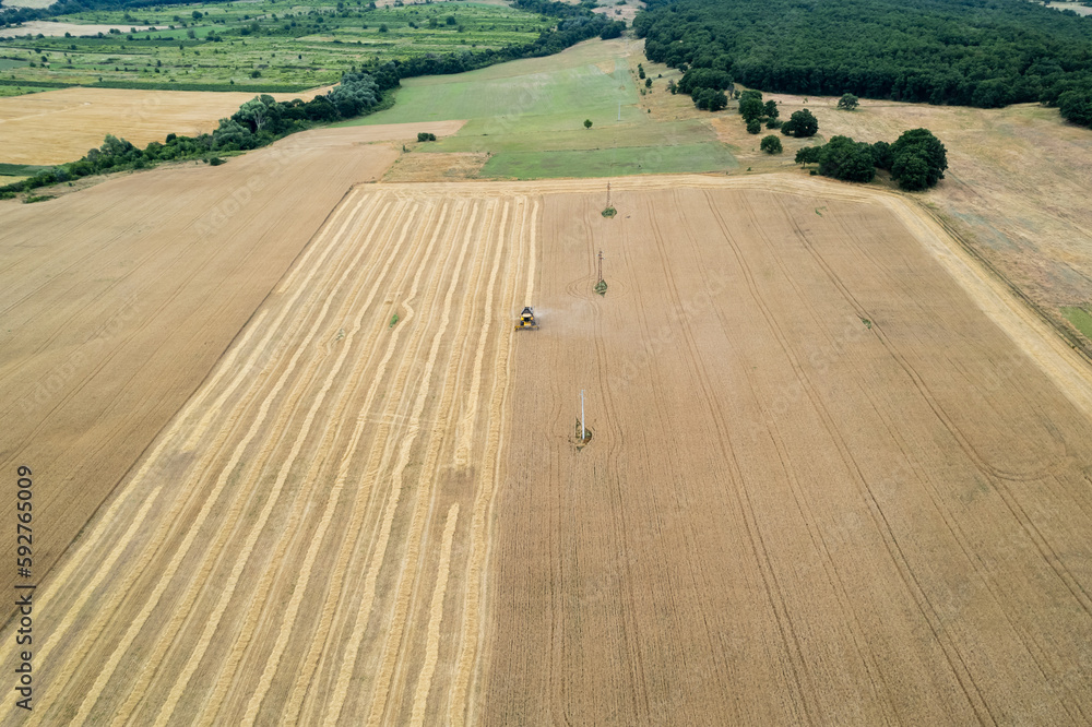  A drone view of how, an agricultural machine in the field harvests golden ripe wheat. Harvesting machine working in the field.