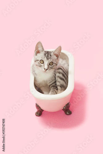 Tiny small gray tabby kitten laying inside of a pretend, pink ceramic bath tub, pink background.