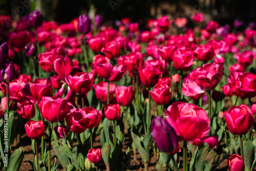 Blooming tulips in the park