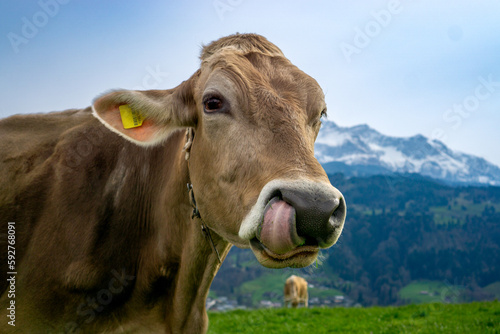 Cow in a green field with mountain in the background. Lucerne, Switzerland © Christin