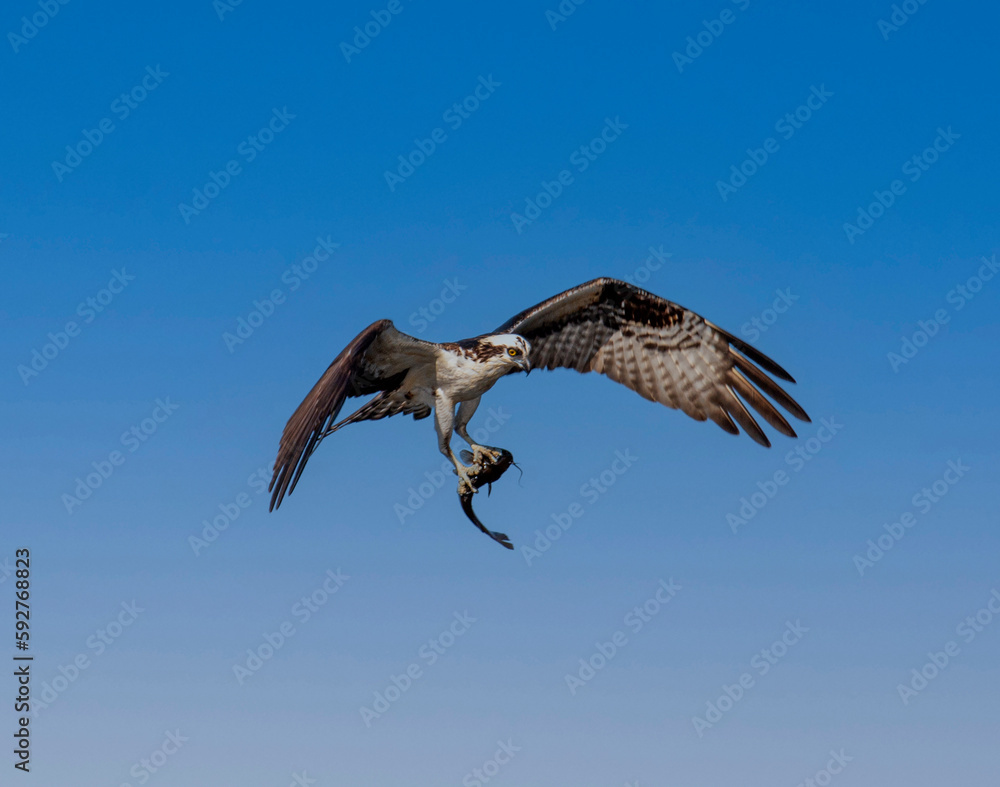 Obraz premium Osprey carrying a fish