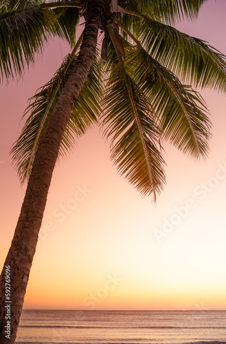 Palm tree silhouette 