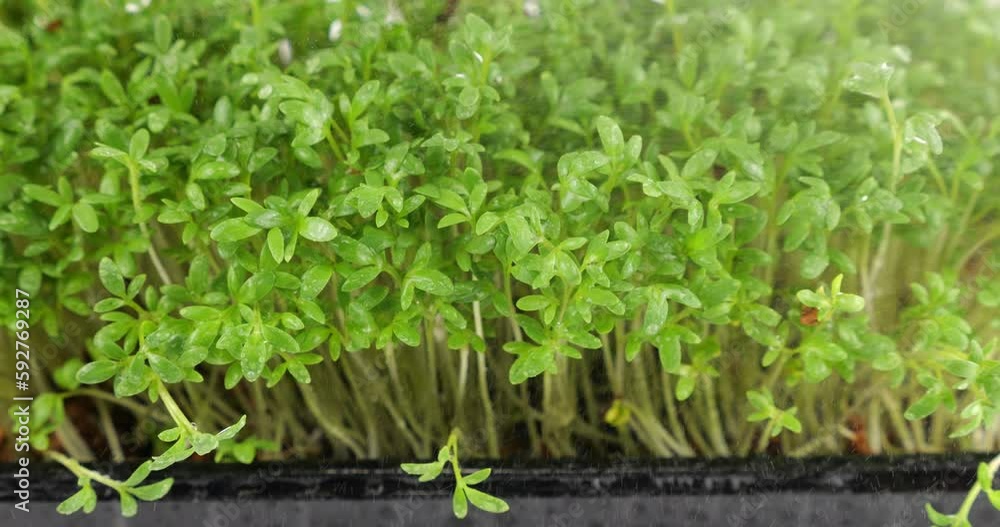 Watering microgreens garden cress seedling with small drops of water. Slow motion. Watering microgreens garden cress seedling with small drops of water. Slow motion.
