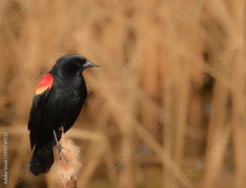 Red winged Blackbird in Spring