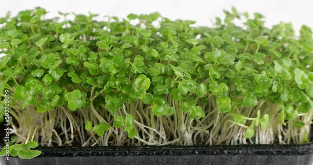 Watering microgreens arugula seedling with small drops of water. Slow motion. Watering microgreens arugula seedling with small drops of water. Slow motion.