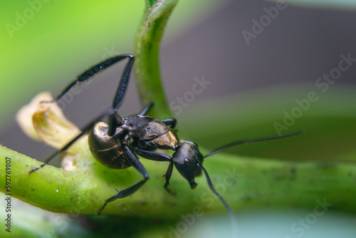 Camponotus sericeiventris golden ant photo