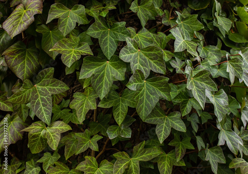 A wall of common Ivy. Usuable as a background or texture. Also known as European ivy, english ivy or ivy. Hedera helix