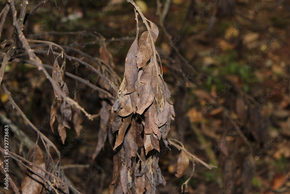 Naklejka premium leaves on the tree. dry leaves hanging on the branches of the tree. brown leaves. dry leaf season.