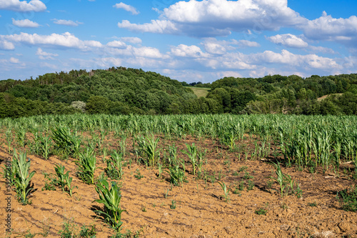 corn field in the summer