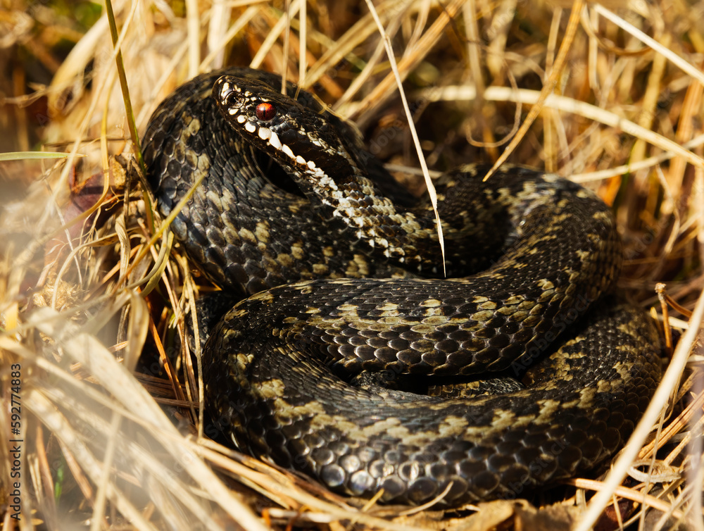 Common European adder or common European viper (Vipera berus) basking in early spring. Common European adder or common European viper (Vipera berus) basking in early spring.